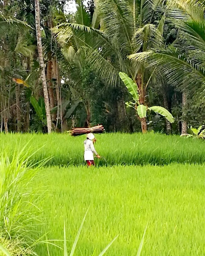 Taman Eden Cottage Ubud  0*, Ubud (Bali) Indonesia