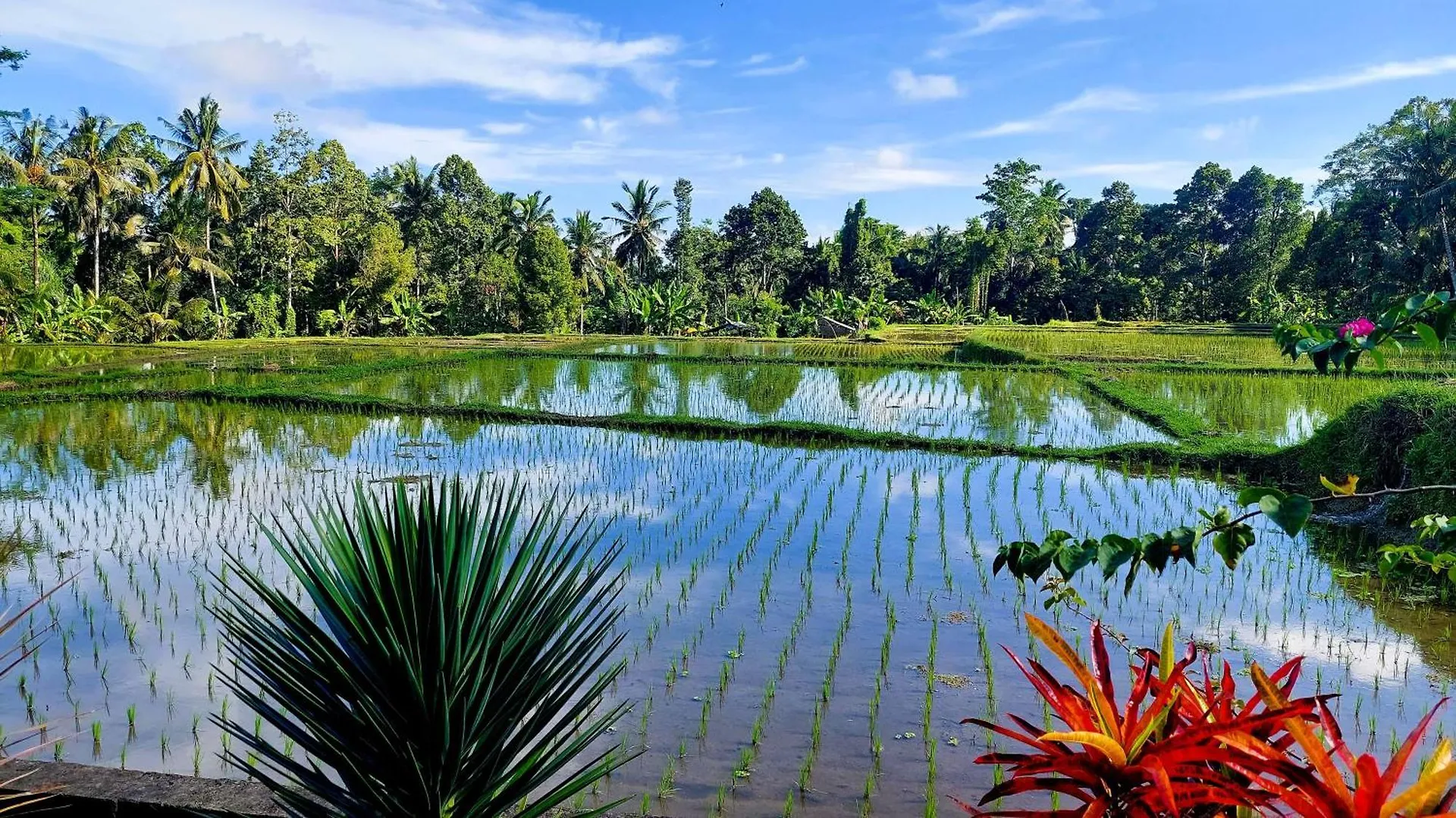 Taman Eden Cottage Ubud 0*,  Indonésie